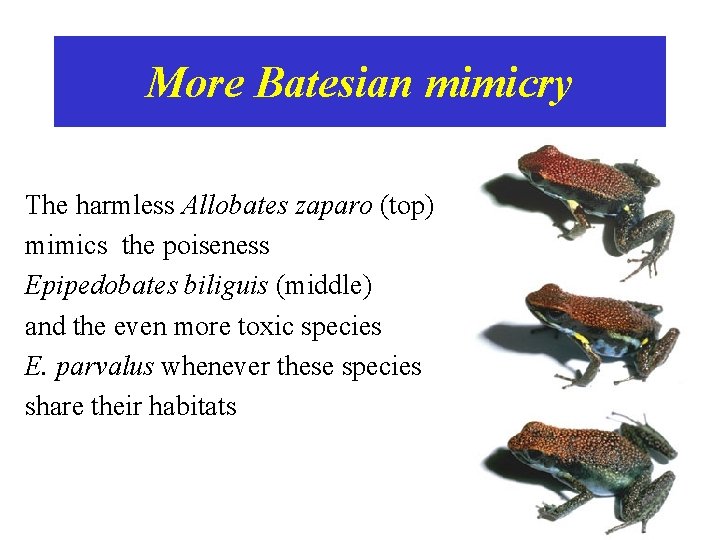More Batesian mimicry The harmless Allobates zaparo (top) mimics the poiseness Epipedobates biliguis (middle)