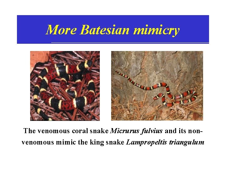 More Batesian mimicry The venomous coral snake Micrurus fulvius and its nonvenomous mimic the