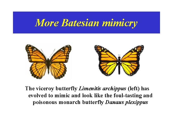 More Batesian mimicry The viceroy butterfly Limenitis archippus (left) has evolved to mimic and