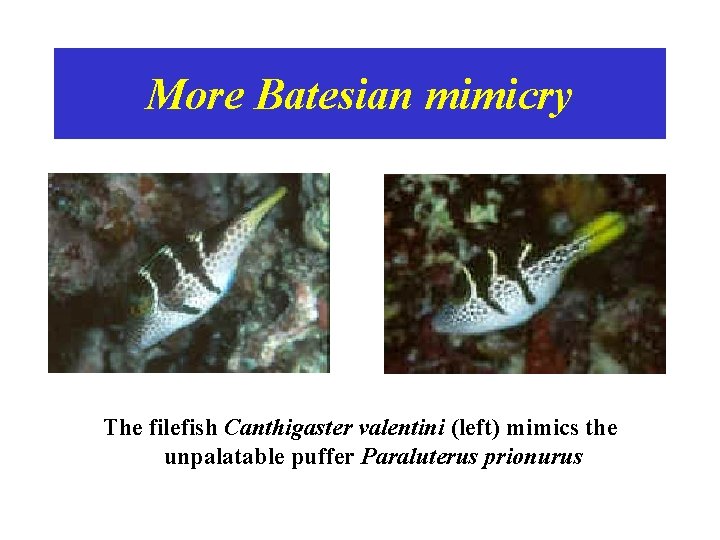 More Batesian mimicry The filefish Canthigaster valentini (left) mimics the unpalatable puffer Paraluterus prionurus