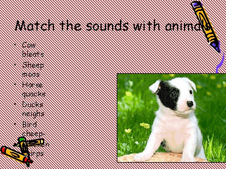 Match the sounds with animals • Cow bleats • Sheep moos • Horse quacks