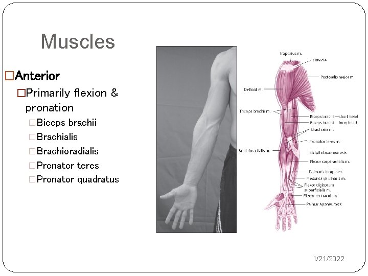 Muscles �Anterior �Primarily flexion & pronation �Biceps brachii �Brachialis �Brachioradialis �Pronator teres �Pronator quadratus