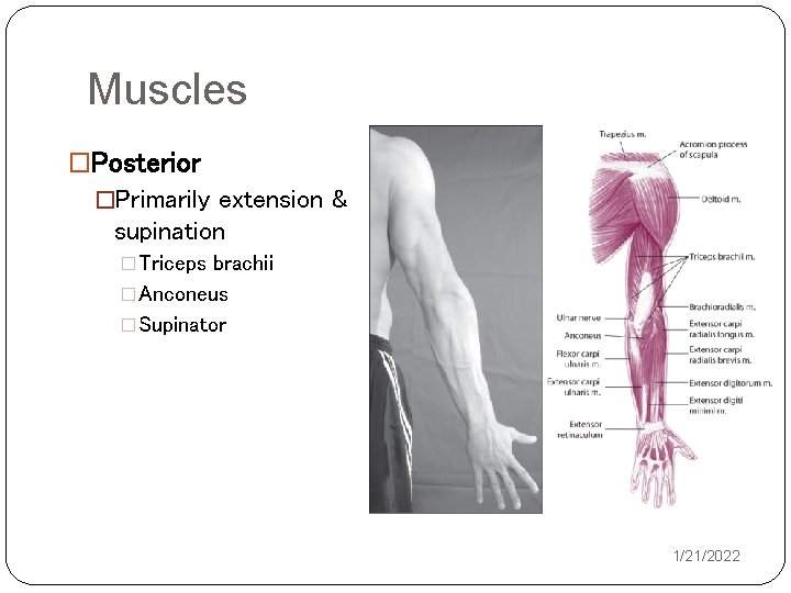 Muscles �Posterior �Primarily extension & supination �Triceps brachii �Anconeus �Supinator 1/21/2022 