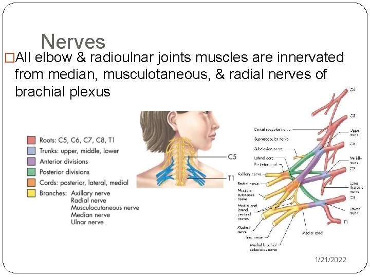 Nerves �All elbow & radioulnar joints muscles are innervated from median, musculotaneous, & radial