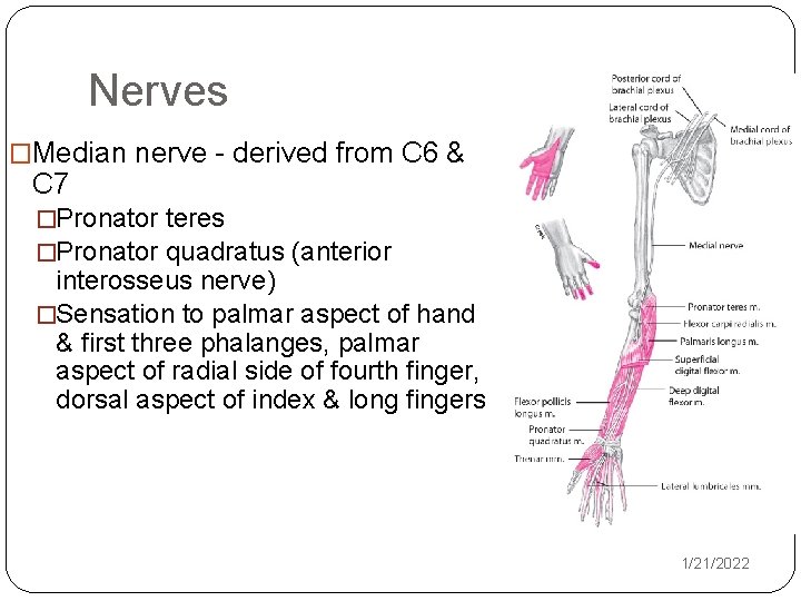 Nerves �Median nerve - derived from C 6 & C 7 �Pronator teres �Pronator