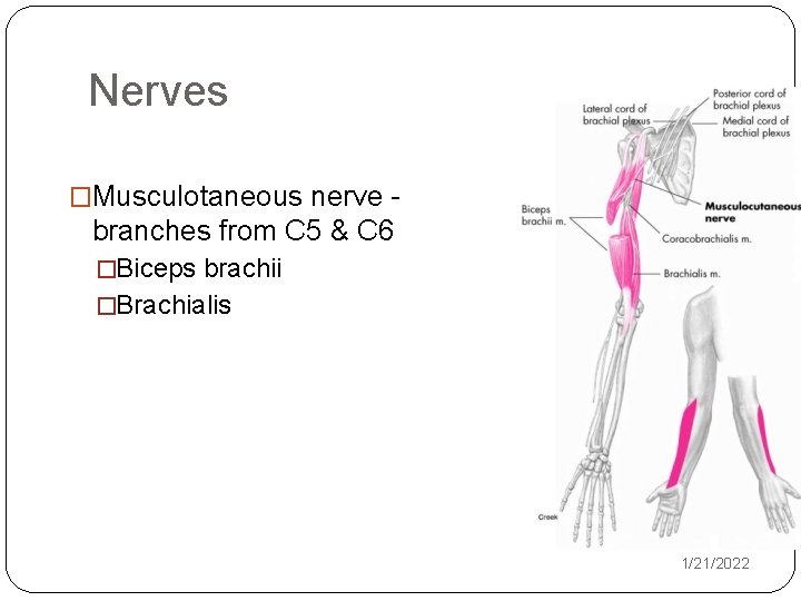 Nerves �Musculotaneous nerve - branches from C 5 & C 6 �Biceps brachii �Brachialis