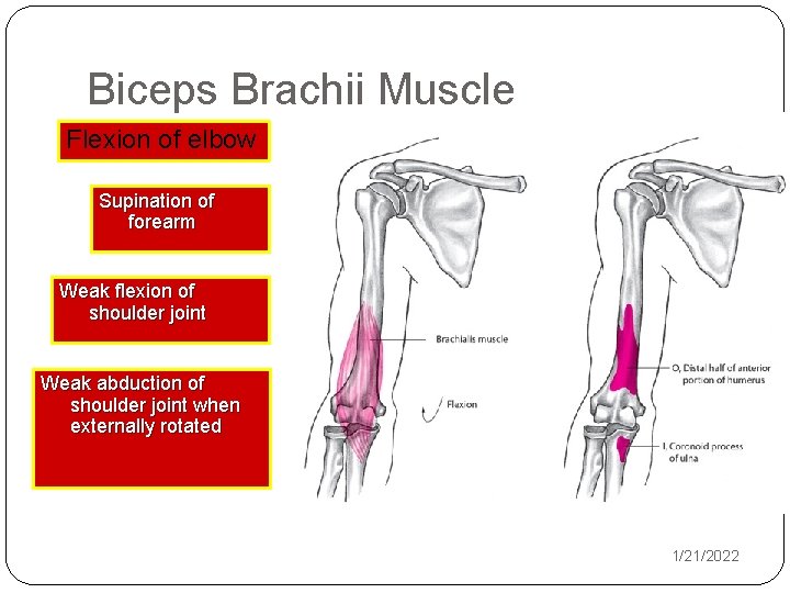 Biceps Brachii Muscle Flexion of elbow Supination of forearm Weak flexion of shoulder joint