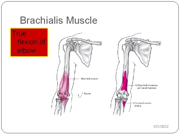 Brachialis Muscle True flexion of elbow 1/21/2022 