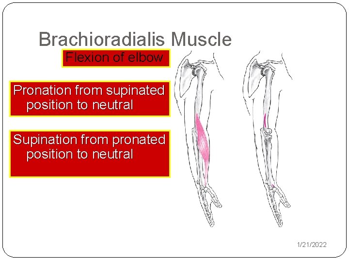 Brachioradialis Muscle Flexion of elbow Pronation from supinated position to neutral Supination from pronated