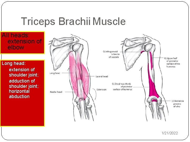 Triceps Brachii Muscle All heads: extension of elbow Long head: extension of shoulder joint;