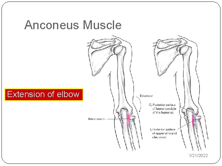 Anconeus Muscle Extension of elbow 1/21/2022 