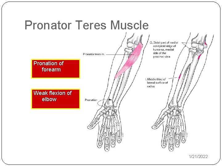 Pronator Teres Muscle Pronation of forearm Weak flexion of elbow 1/21/2022 