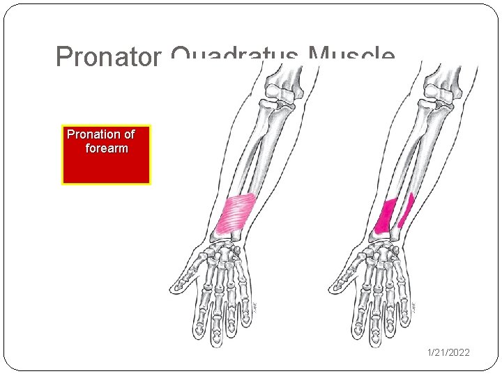 Pronator Quadratus Muscle Pronation of forearm 1/21/2022 