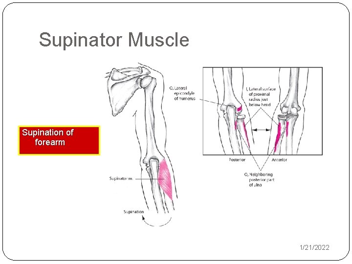 Supinator Muscle Supination of forearm 1/21/2022 