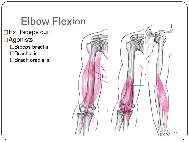 Elbow Flexion � Ex. Biceps curl � Agonists �Biceps brachii �Brachialis �Brachioradialis 1/21/2022 
