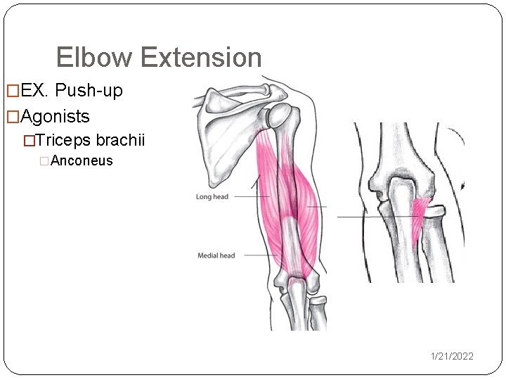 Elbow Extension �EX. Push-up �Agonists �Triceps brachii �Anconeus 1/21/2022 