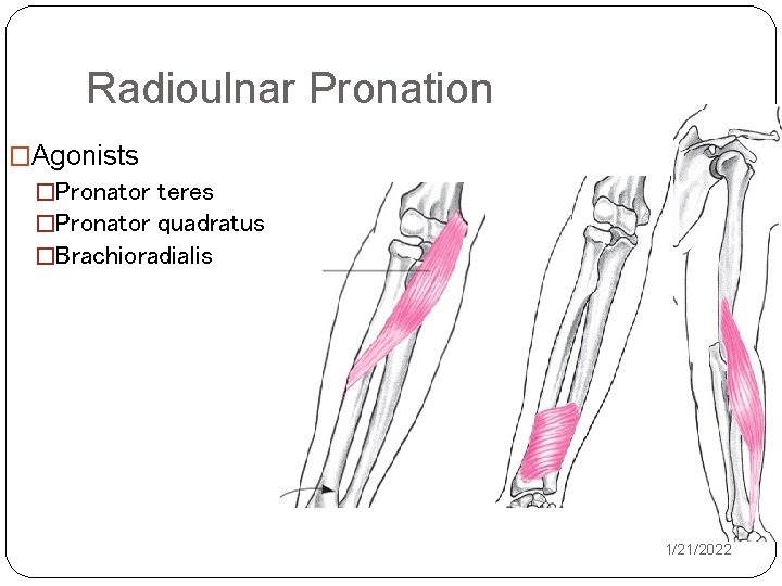 Radioulnar Pronation �Agonists �Pronator teres �Pronator quadratus �Brachioradialis 1/21/2022 