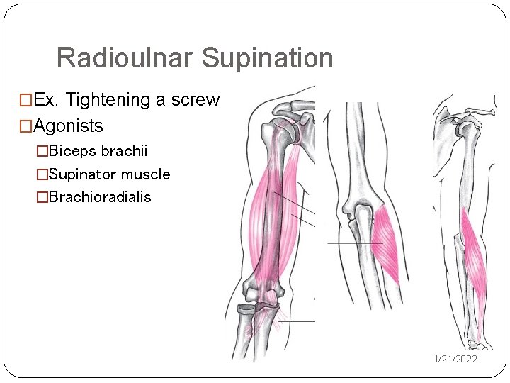 Radioulnar Supination �Ex. Tightening a screw �Agonists �Biceps brachii �Supinator muscle �Brachioradialis 1/21/2022 