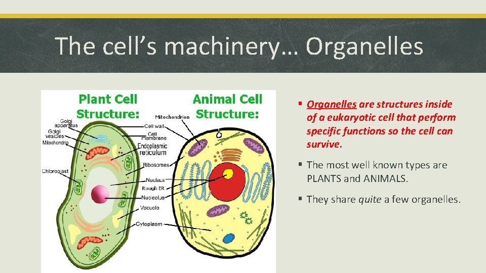 The cell’s machinery… Organelles § Organelles are structures inside of a eukaryotic cell that