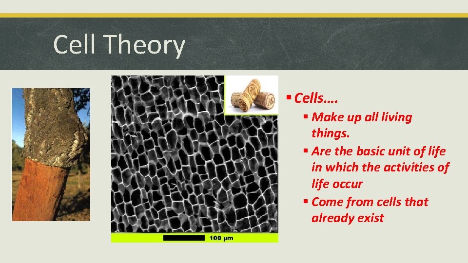 Cell Theory § Cells…. § Make up all living things. § Are the basic