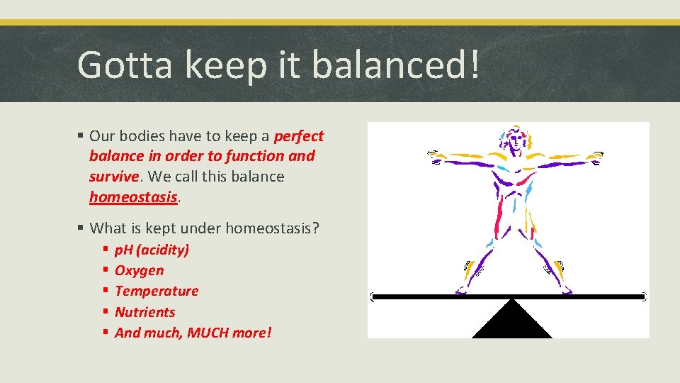 Gotta keep it balanced! § Our bodies have to keep a perfect balance in