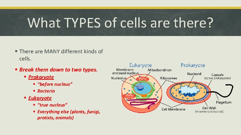 What TYPES of cells are there? § There are MANY different kinds of cells.