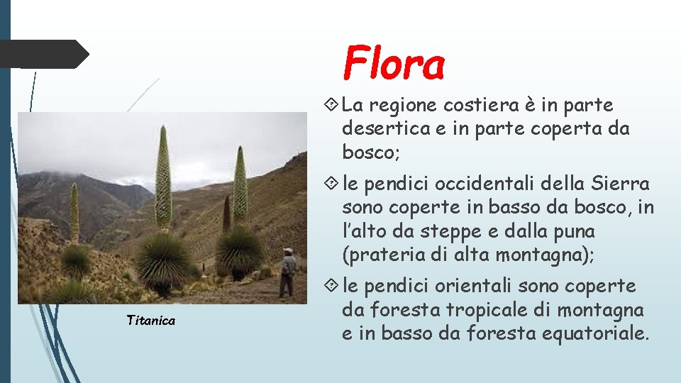 Flora La regione costiera è in parte desertica e in parte coperta da bosco;