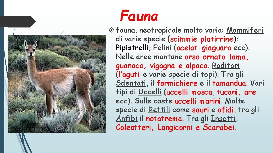 Fauna fauna, neotropicale molto varia: Mammiferi di varie specie (scimmie platirrine); Pipistrelli; Felini (ocelot,