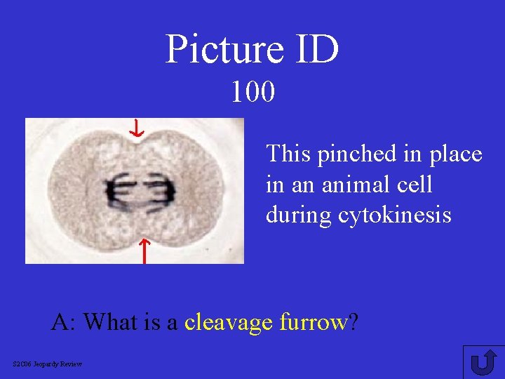 Picture ID 100 This pinched in place in an animal cell during cytokinesis A: