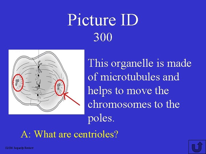 Picture ID 300 This organelle is made of microtubules and helps to move the