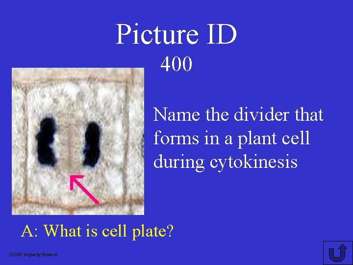 Picture ID 400 Name the divider that forms in a plant cell during cytokinesis