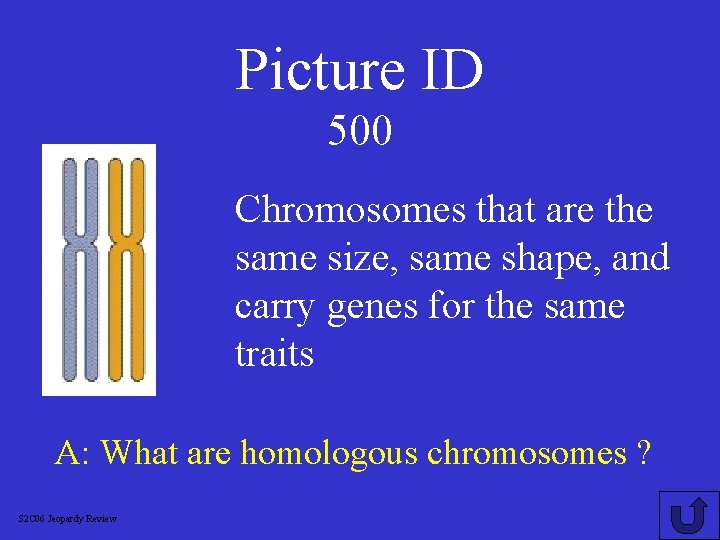 Picture ID 500 Chromosomes that are the same size, same shape, and carry genes