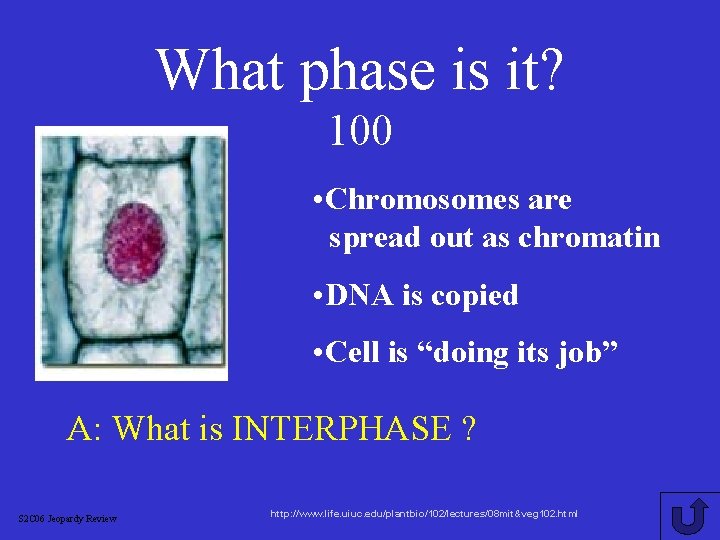 What phase is it? 100 • Chromosomes are spread out as chromatin • DNA