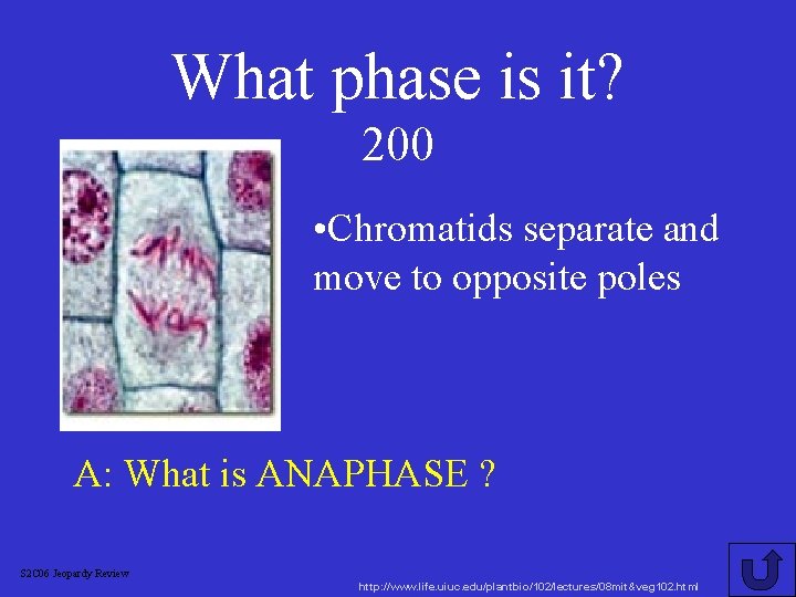 What phase is it? 200 • Chromatids separate and move to opposite poles A: