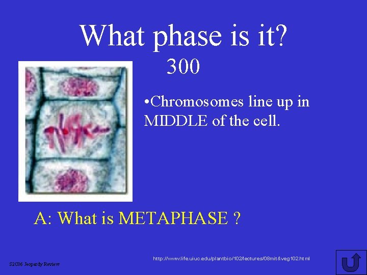 What phase is it? 300 • Chromosomes line up in MIDDLE of the cell.