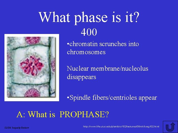 What phase is it? 400 • chromatin scrunches into chromosomes Nuclear membrane/nucleolus disappears •