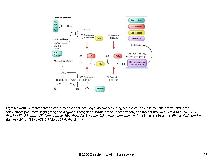 Figure 12– 10. A representation of the complement pathways. An overview diagram shows the