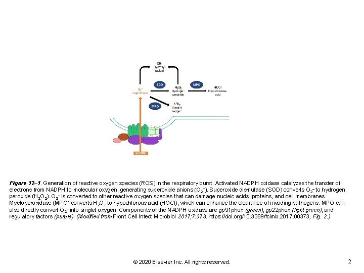 Figure 12– 1. Generation of reactive oxygen species (ROS) in the respiratory burst. Activated