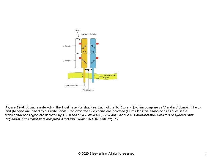Figure 12– 4. A diagram depicting the T-cell receptor structure. Each of the TCR