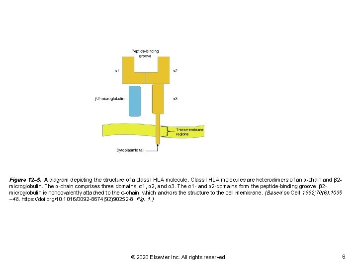 Figure 12– 5. A diagram depicting the structure of a class I HLA molecule.