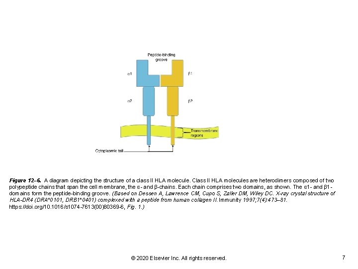 Figure 12– 6. A diagram depicting the structure of a class II HLA molecule.