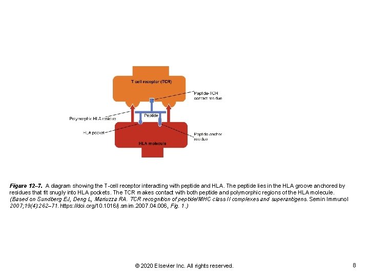 Figure 12– 7. A diagram showing the T-cell receptor interacting with peptide and HLA.