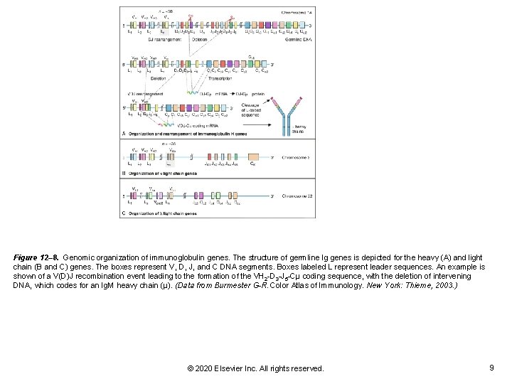 Figure 12– 8. Genomic organization of immunoglobulin genes. The structure of germline Ig genes
