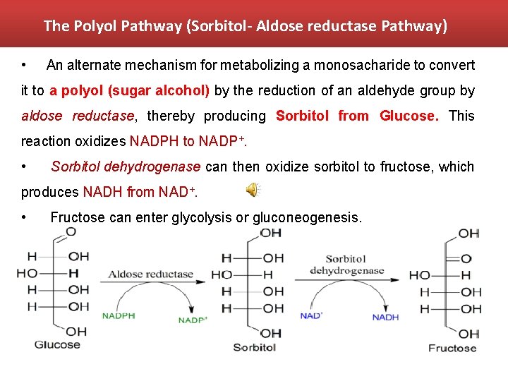 The Polyol Pathway (Sorbitol- Aldose reductase Pathway) • An alternate mechanism for metabolizing a