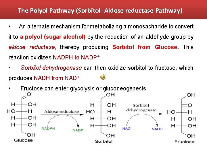 The Polyol Pathway (Sorbitol- Aldose reductase Pathway) • An alternate mechanism for metabolizing a