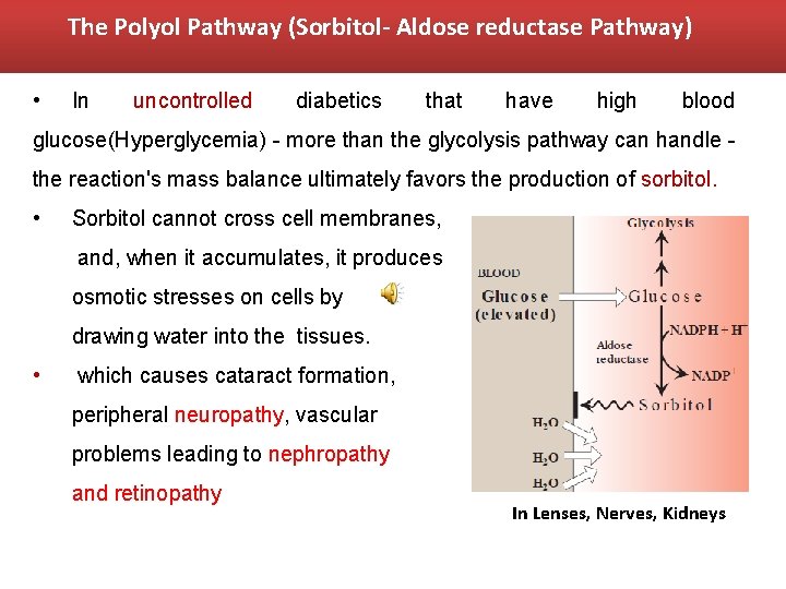 The Polyol Pathway (Sorbitol- Aldose reductase Pathway) • In uncontrolled diabetics that have high