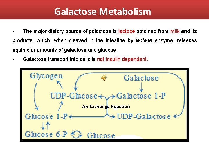 Galactose Metabolism • The major dietary source of galactose is lactose obtained from milk