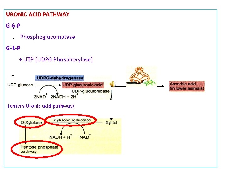 URONIC ACID PATHWAY G-6 -P Phosphoglucomutase G-1 -P + UTP [UDPG Phosphorylase] (enters Uronic