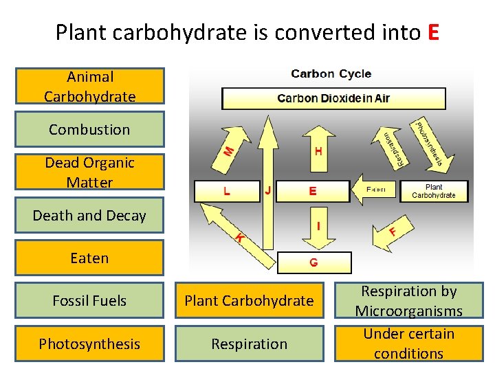Plant carbohydrate is converted into E Animal Carbohydrate Combustion Dead Organic Matter Death and