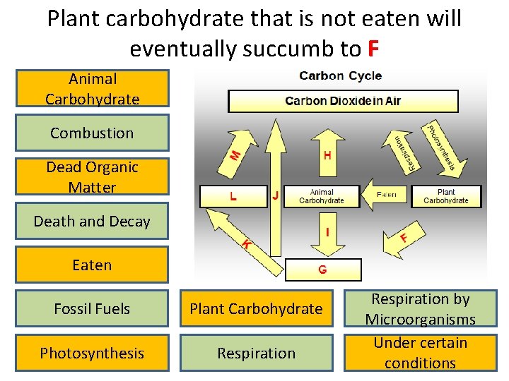 Plant carbohydrate that is not eaten will eventually succumb to F Animal Carbohydrate Combustion